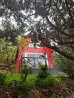 Sole Foca - Adult Only