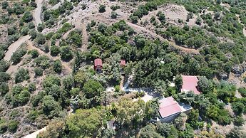 Sole Foca - Adult Only