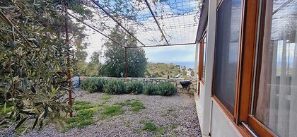 Sole Foca - Adult Only