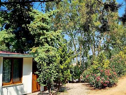 Sole Foca - Adult Only