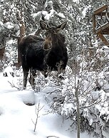 Broadmeadow Cabin - Pet Friendly - Hiking Snowshoeing Ski - Near Allen