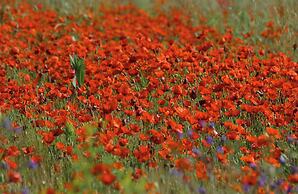 Casa Rural El Olivar B&B