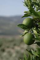 Casa Rural El Olivar B&B