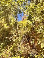 Refúgio dos pinhais