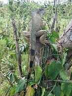 Los Lagos Casas de Campo