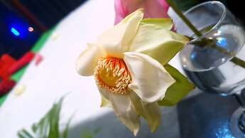 Elephant Avenue Yala