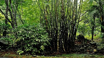 Wayanad Silverwoods Forest Resort & Spa