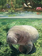 Secluded Beachfront Vibes Surf Pet Friendly