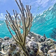 Costa de Cocos Xcalak