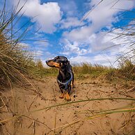 Happy Days Afan Forest