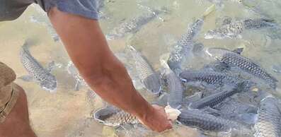 Zen Gem Pool Private Balcony Oceanview