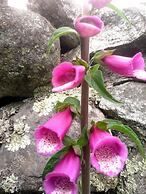 FLORET RESORT LACHUNG