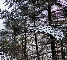FLORET RESORT LACHUNG