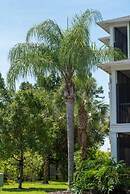 Star Wars Disney Like Resort