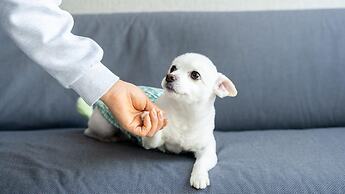 Namhae Kanu720 pet Poolvilla Pension