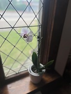 The Boho Buffalo Inn