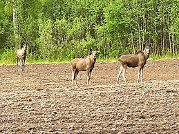 4 Person Holiday Home in Molkom-by Traum