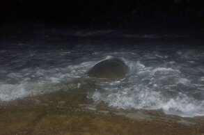 Bombay Bicycle Club Bentota