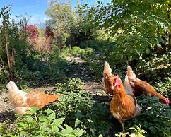 Residence Garni Untermoahof