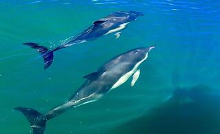 Tan y Garn - 2 Bedroom Cottage - Whitesands