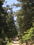 Arrowhead Pine Rose Cabins