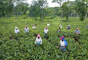 The Baradighi Bungalow - A Heritage Tea Resort