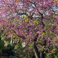 Casa Cedro in Luddui