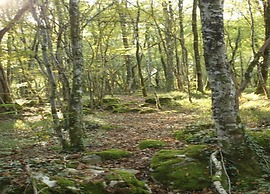 Cottage on the Edge of the Fishing Pond