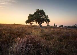 Glamping Tent With Kitchen Near Zwolle