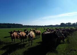 Glamping Tent With Kitchen Near Zwolle