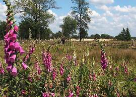 Beautiful Lodge in Appelscha With Terrace