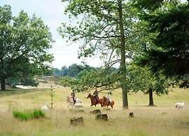 Beautiful Lodge in Appelscha With Terrace
