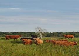 Beautiful Lodge in Appelscha With Terrace