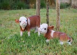 Apartment in Nieuwpoort With Terrace