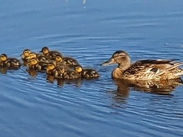 Buitenplaats 109 Comfortable Holiday Residence