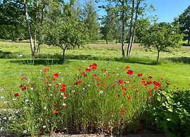 Lodges in Drenthe With Scenic Meadow Views