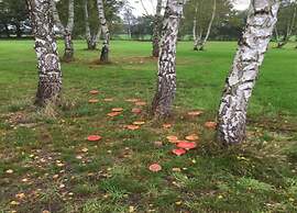 Lodges in Drenthe With Scenic Meadow Views