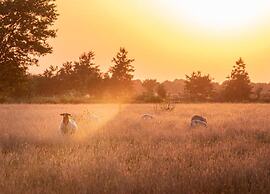 Lodges in Drenthe With Scenic Meadow Views