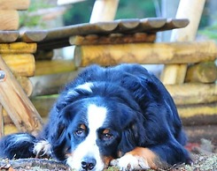 Holiday Home Black Forest