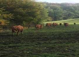 Charming Chalet Surrounded by Nature in Durbuy