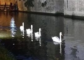 Beautiful Studio in the Center of De Panne