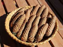 Hochgrat View in Steibis, Haus Akelei