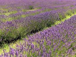 Belvilla by OYO Cotogno