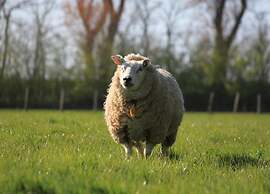 Villa in Wieringer Park With Garden
