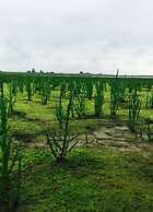 Frog Prince Modern Retreat