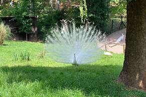Apartment at the Edge of the Forest
