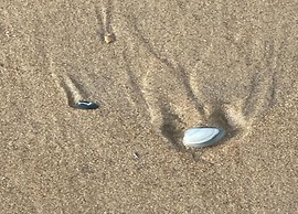 Ground-floor Flat Near the sea