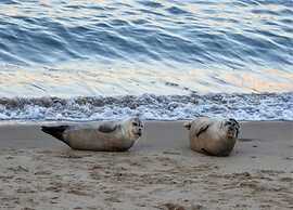 Ground-floor Flat Near the sea