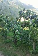 Lagrein in the Prantenbergergut