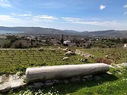Montofoli Wine Estate